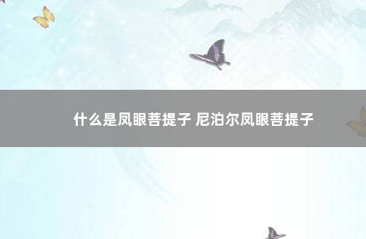 什么是凤眼菩提子 尼泊尔凤眼菩提子