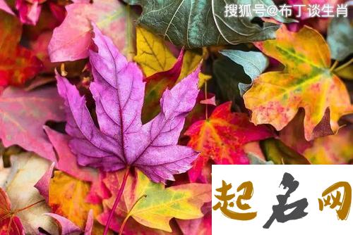 属虎取名宜忌用字大全 属虎取名宜用字