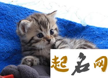 可爱洋气的宠物猫名字 宠物猫名字