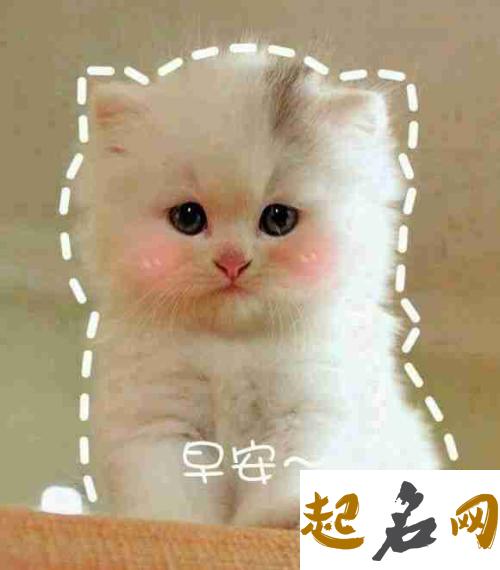 萌萌搞笑的猫名字 好听的猫名字 萌萌哒