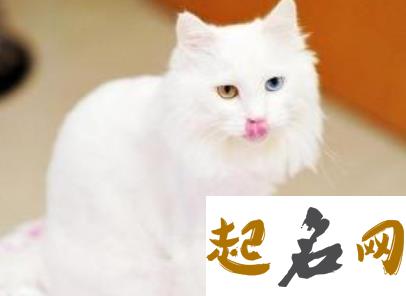 给猫咪起名字 公猫起名