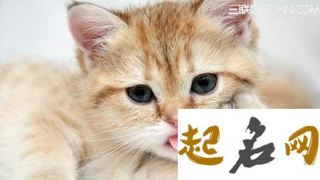 给猫咪一个好听的名字 如何给猫咪起好听名字