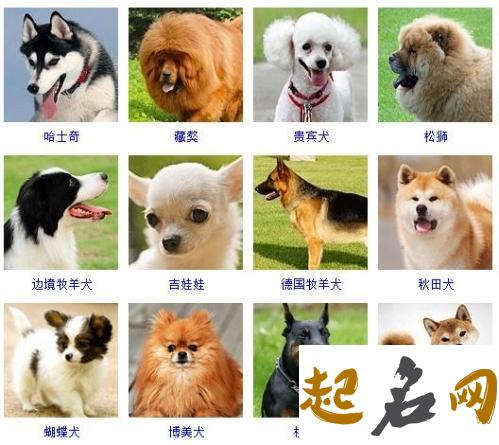 狗名大全怎么起才好听？ 狗名字大全