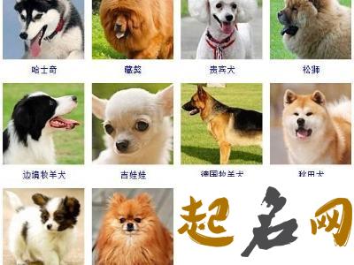 宠物狗名字男精选大全 宠物狗的名字