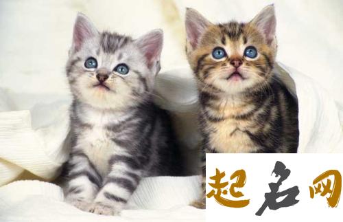 宠物猫名字 好听的猫咪名字100个