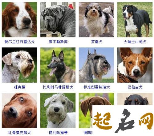 狗的名字大全 公犬名字大全