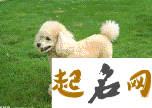 泰迪狗名字 泰迪狗名字最火的