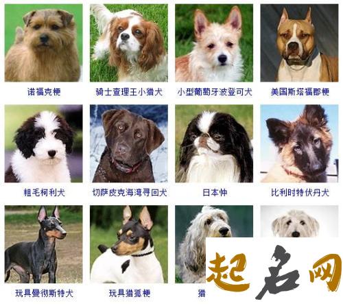 狗狗名字大全 警犬的名字大全霸气