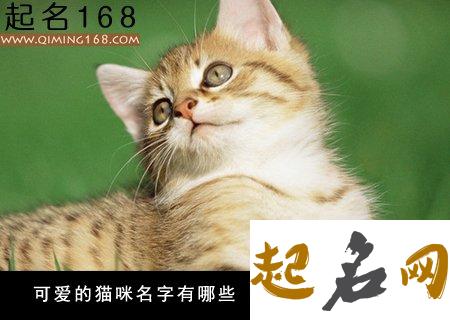 可爱的猫咪名字 好听的猫咪名字100个