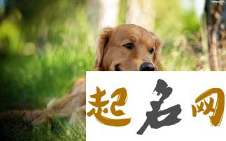 金毛狗名大全 公犬名字大全