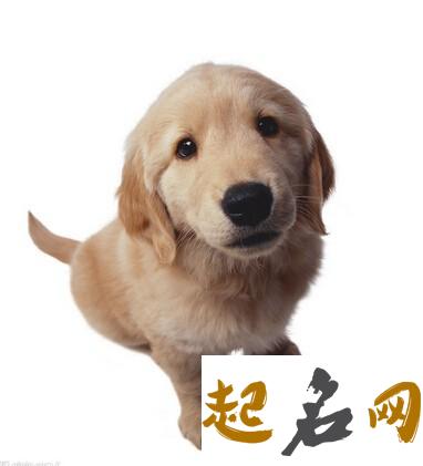 2019宠物狗名字大全 宠物狗