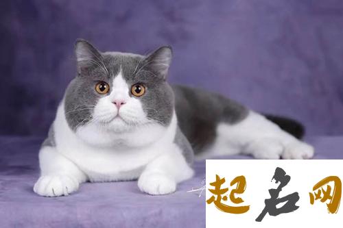 猫咪的名字有哪些 好听的猫咪名字100个