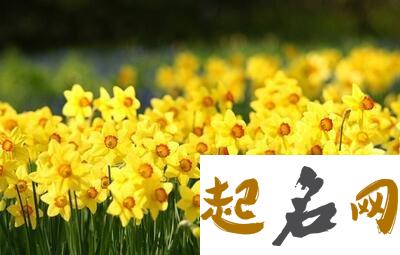 3月27日生日花：黄水仙 12月31日