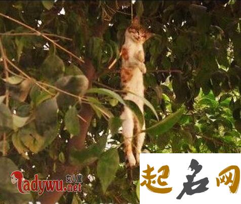 梦见猫死了挂在树上是什么意思【好不好】 猫上树不敢下来了怎么办