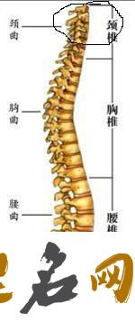 大驿土命遇上反弓路该如何化解？ 颈椎反弓是什么意思