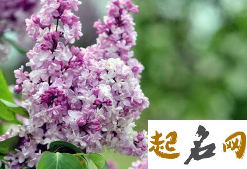 丁香花花语 丁香花女孩是什么意思