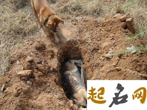 5.梦见狗,梦见狗是什么意思 梦见狗死了是什么预兆