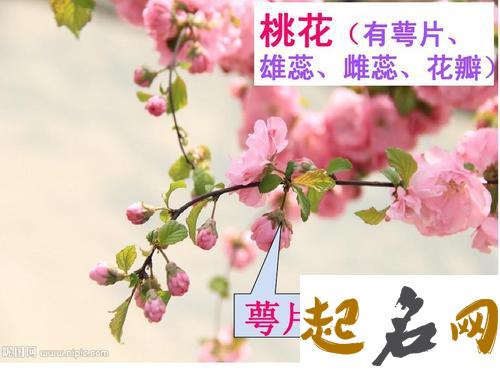 2.桃花 桃花的特点