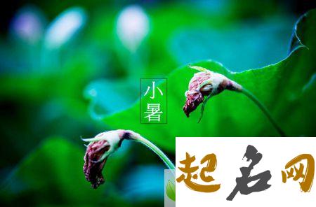 2019年小暑节气是几点几分开始,2019年三伏天什么时候开始？ 春分节气