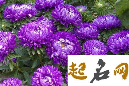 8月11日生日花：翠菊 1月10日