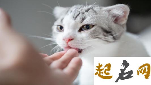 128.梦见猫咬我 梦见猫冲过来咬我