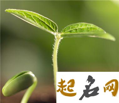 梦见草木茂盛 梦见草木发芽