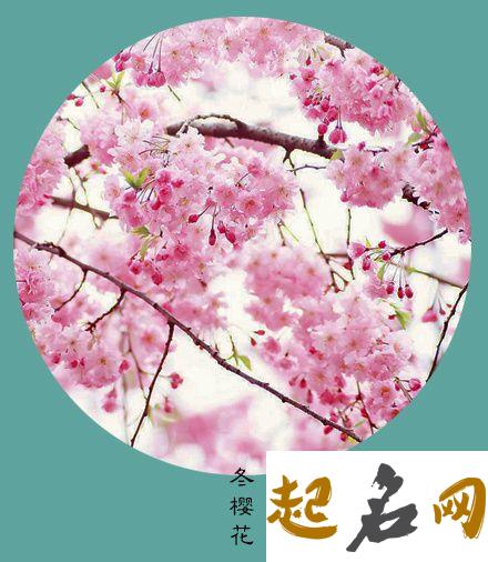 11月2日生日花：冬樱花 1月22日