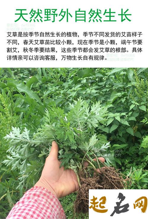 盆栽艾草的种植方法与功效 艾叶泡水喝有什么功效