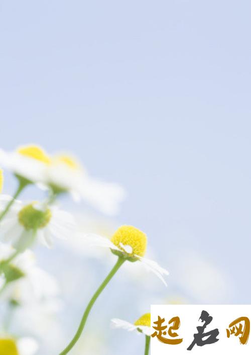 7月26日生日花：德国甘菊 生日花图片