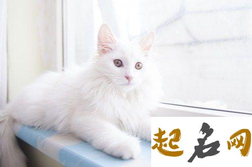 梦见白猫进家是什么意思【好不好】 梦见自己打猫好不好