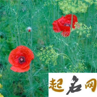 5月17日生日花：角罂粟花 1月10日