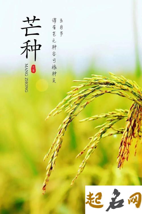 2020年芒种后九天是哪一天，芒种气候特征 2020年今天离芒种还有几天