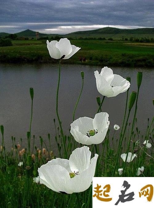 5月24日生日花：东洋罂粟花 白色罂粟花的花语