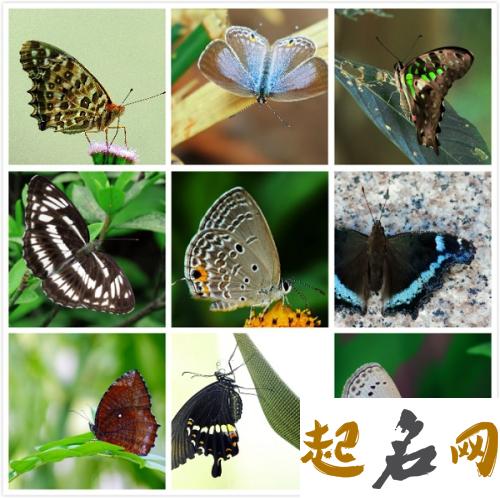 蝴蝶 常见蝴蝶