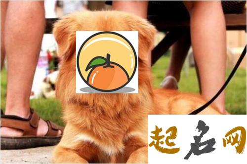 属狗人的婚姻与命运，平坦顺畅 2006年属狗的是什么命