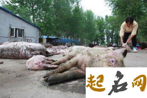 梦见被死去的亲人打是什么意思 梦见家里的猪跑了去追猪