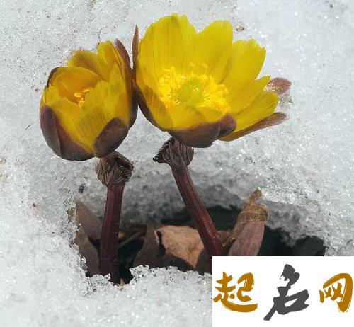 2月2日生日花：雪莲花 12月31日