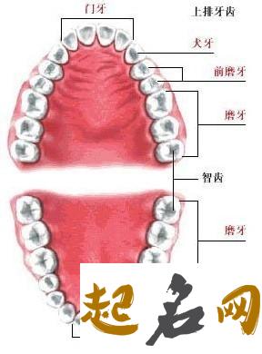 人有多少颗牙齿，成人最少拥有28颗牙齿 牙齿松动怎么办