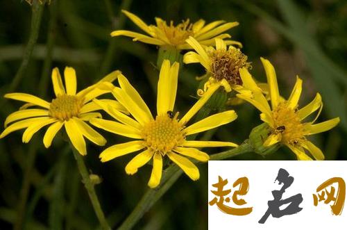 8月13日生日花：泽菊 甜叶菊