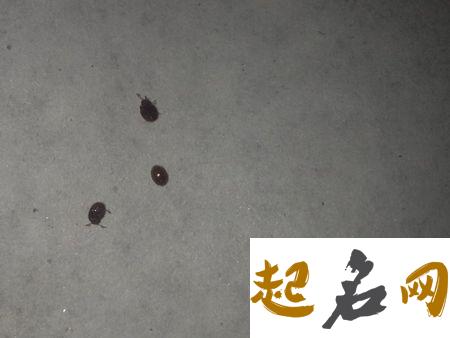 梦见飞虫 梦到很多飞虫预示着什么