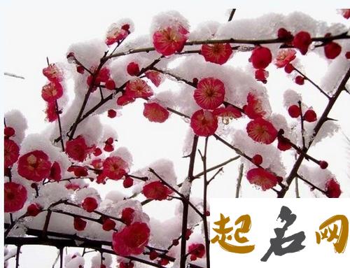 详解-出梅是什么意思？（图文） 梅出雪