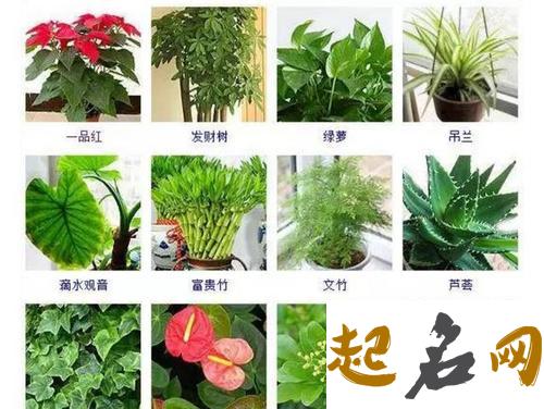 室内植物风水 室内大型观叶植物100种