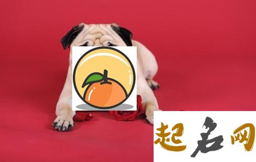 6月5日生日花：犬玫瑰 巴哥犬玫瑰耳