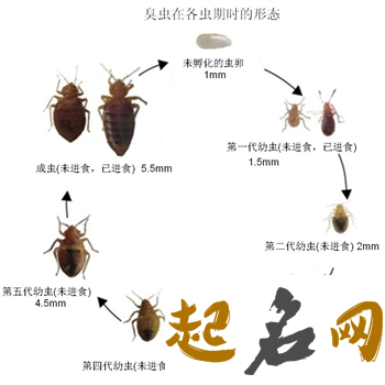 臭虫 宿舍臭虫怎么消灭最彻底