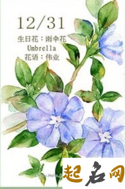 12月20日生日花：雨伞花 12月31日