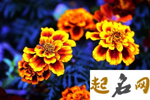 8月21日生日花：孔雀草 10月24日