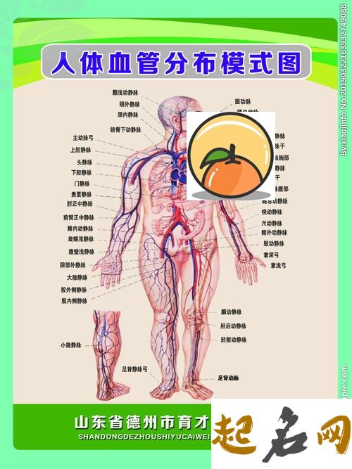 用八字分析人体各部位健康情况 人体无菌的部位是