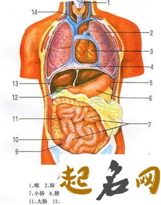 梦见胆 梦见肝脏