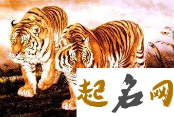 属猴人一生有哪些灾难 属猴的人怕属虎的人