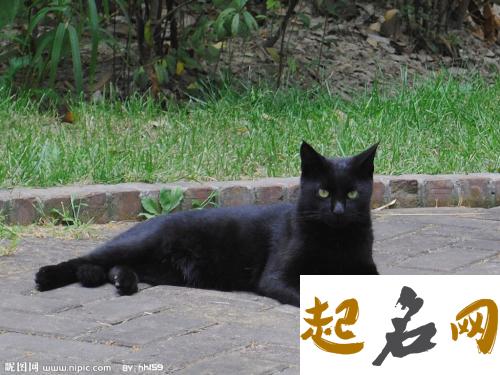 黑猫进家有什么预兆 影响家人健康 晚上看见黑猫代表什么预兆